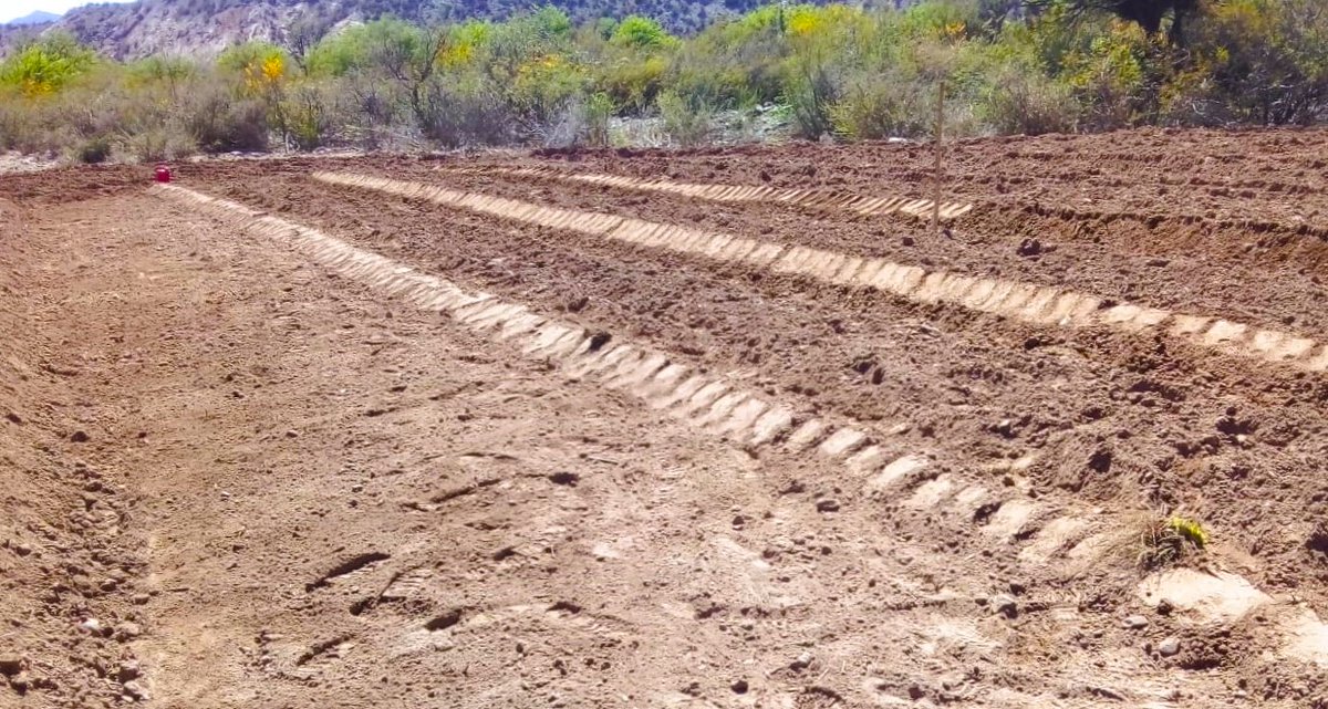SecAgri_LR's tweet photo. La secretaria de Agricultura continúa apoyando a los pequeños productores de El Zapallar Dpto. General Felipe Varela en el bordeado y emparejamiento de tierra para siembra de alfa.
#porunariojaproductivayfederal #Agricultura2030 #AndesFood https://t.co/omnhrHaB8G