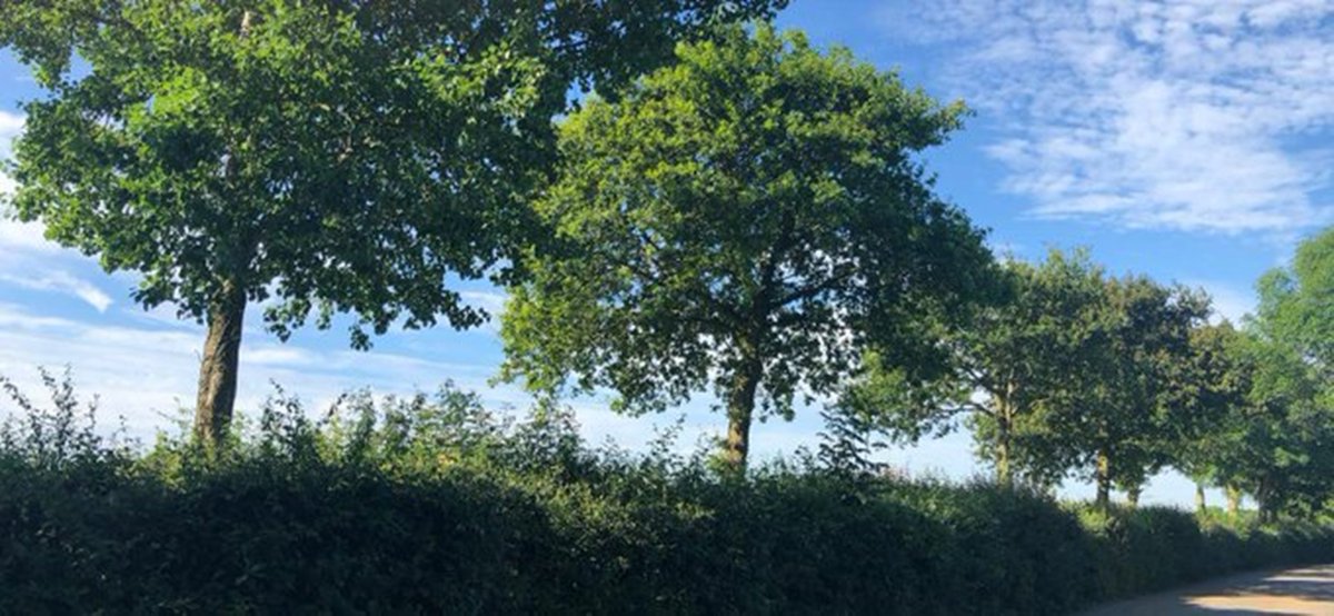 It's #NationalTreeWeek ! 

And I'm here to convince you that we should be establishing more trees in hedgerows (🧵of course..)

First off - why?