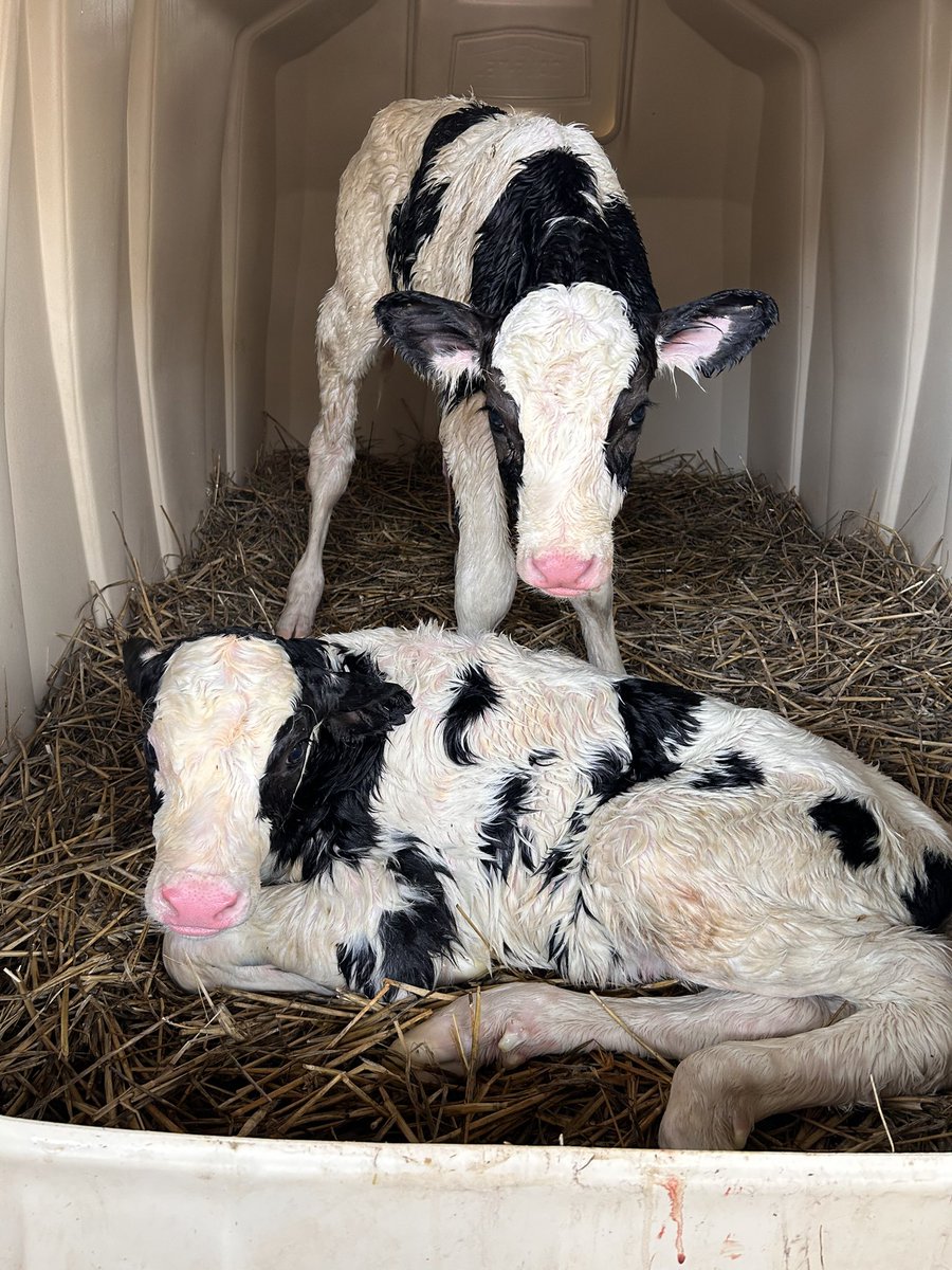 Pretty decent morning 👌

Two ET calves from Willsbro Tropic Sharon 151 born, sired by Cookiecutter Holysmokes 🔥

10 sisters from Sharon altogether on farm! 

She is now dry, after doing over 11,000 litres as a heifer. Due Christmas Day to AOT Holliman Red. 

<a href="/semexUK/">Semex UK</a> 
<a href="/Semex/">Semex</a>