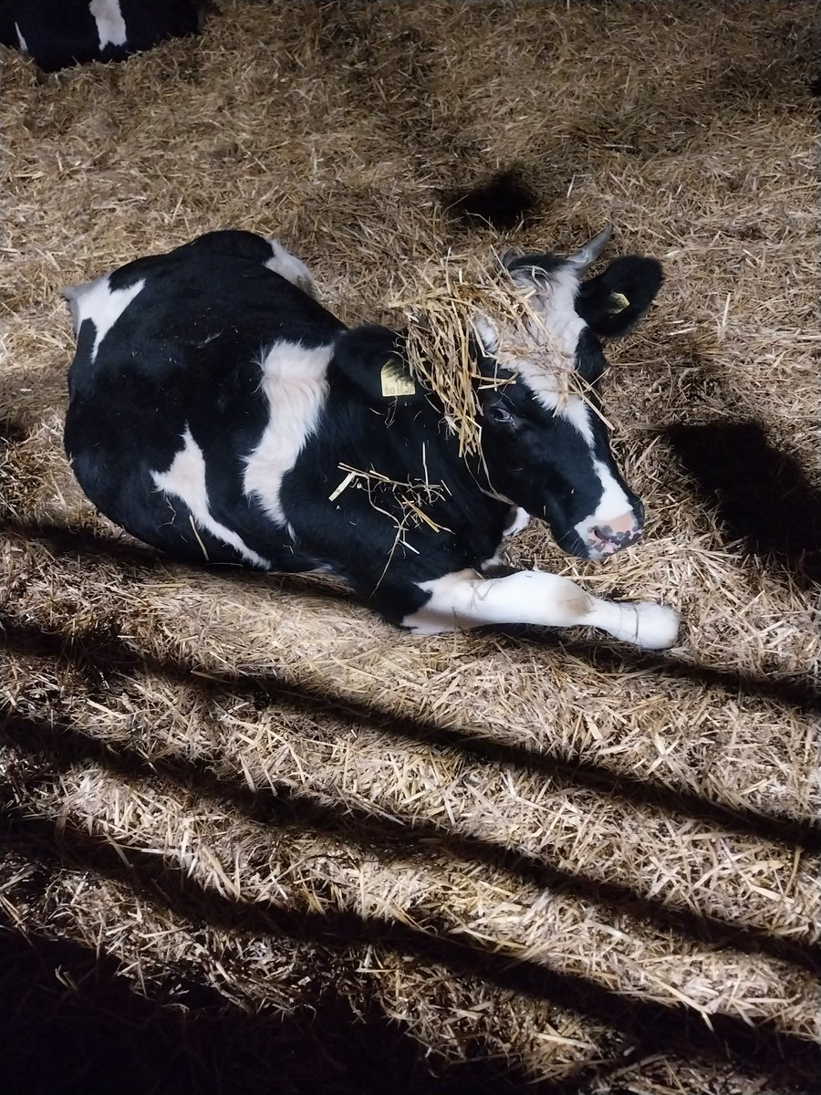 wictonfarm's tweet photo. Heifers enjoying their fresh Straw this morning......they love to help spread it out with their horns! #cowswithhorns #wildcows #happycows https://t.co/shlDDxpEa4