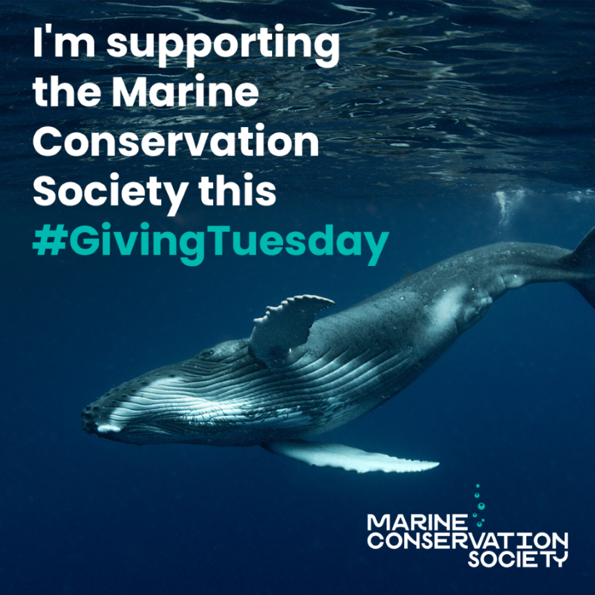 It's #GivingTuesday! Why not start the season off by supporting the brilliant work of the UK's leading marine conservation charity? The ocean is so important to us all 💙 Our work at <a href="/mcsuk/">Marine Conservation Society</a> is vital.
My top five tips this #GivingTuesday.... (1/6)