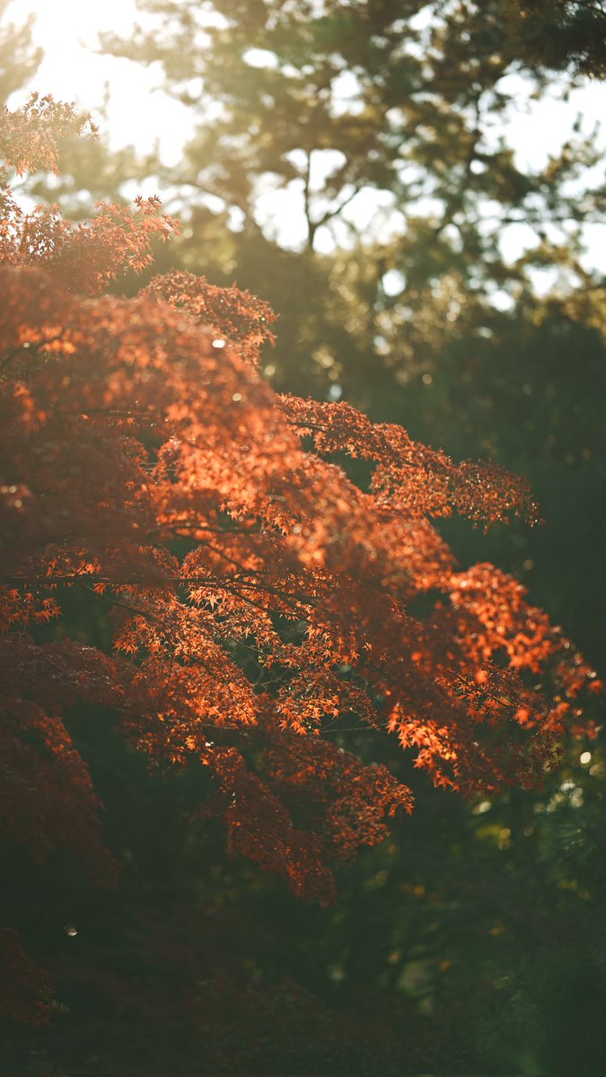 next_chi_shin's tweet photo. 紅葉してますなぁ!
左45mm 右85mm
#SIGMA #SIGMAfp
#45mmcontemporary
#85mmart https://t.co/Sllw5brSIE