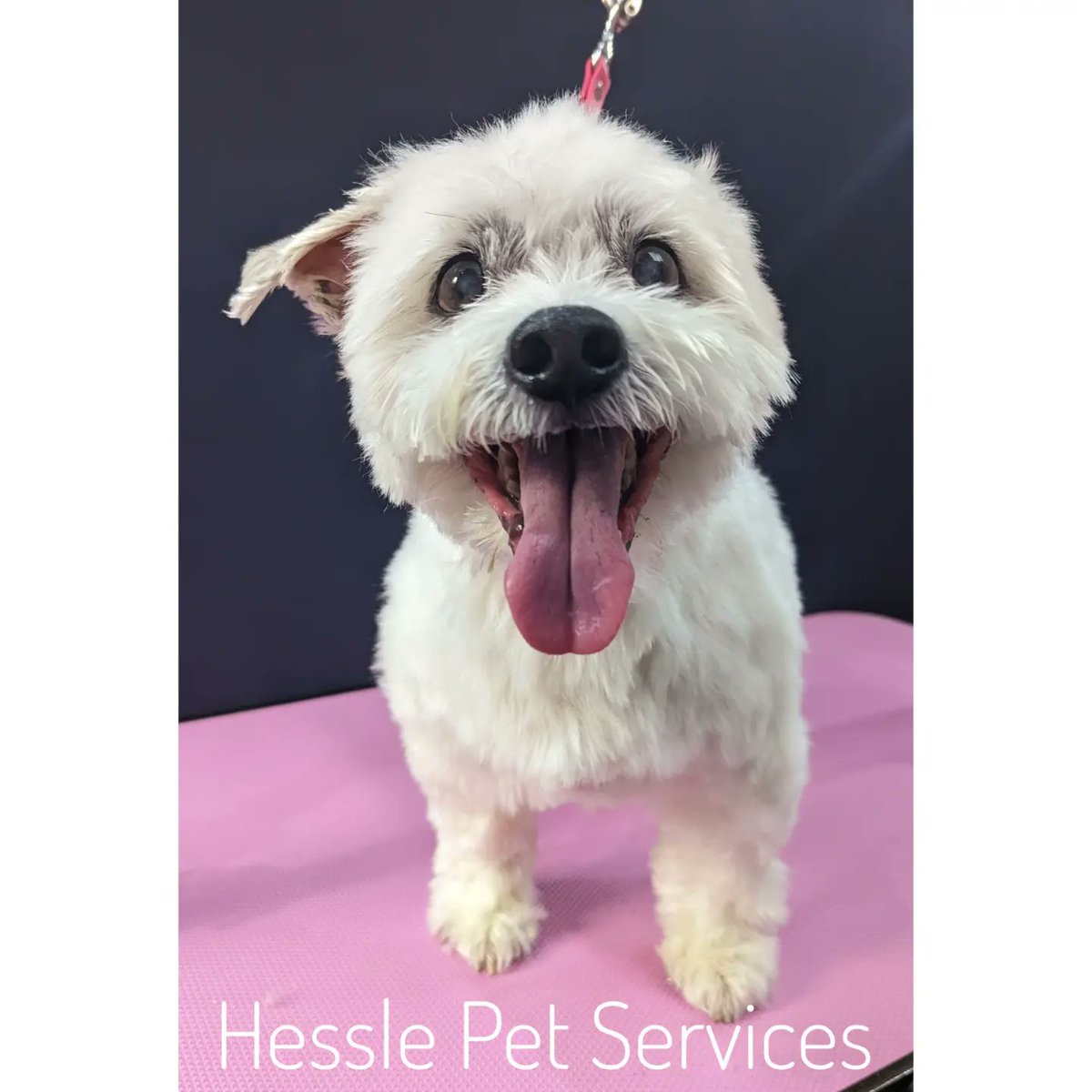 He popped in for his regular spa treatment and left feeling so much better after his skin mask from @peanutandpicklecompany  😍 m
#DogGroomer #Hessle #Mongrel #SeniorDog #DogsOfTwitter