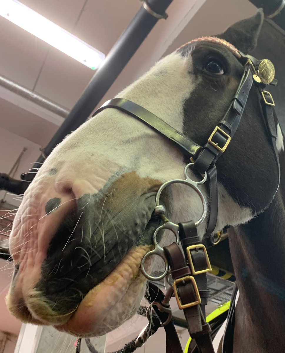 CityHorses's tweet image. Although not as long as #PHDraper moustache #PHGilbert 'petite handlebar' tash definitely has panache.  #Movember.  325CP