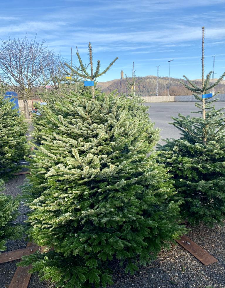 EdenmillFarm's tweet photo. Declan is ready for business @ #Stirling Rugby Club @StirlingCounty 🎄Our #christmastree outlets, across #Scotland 🏴󠁧󠁢󠁳󠁣󠁴󠁿 are O P E N  9am 'til 5pm daily, you can also find us in #Musselburgh #Dundee #Aberdeen #Hyndland and @ #EdenmillFarm in #Blanefield ℹ️⬇️
https://t.co/uSGcd9eIiz https://t.co/niyBA9S0WH