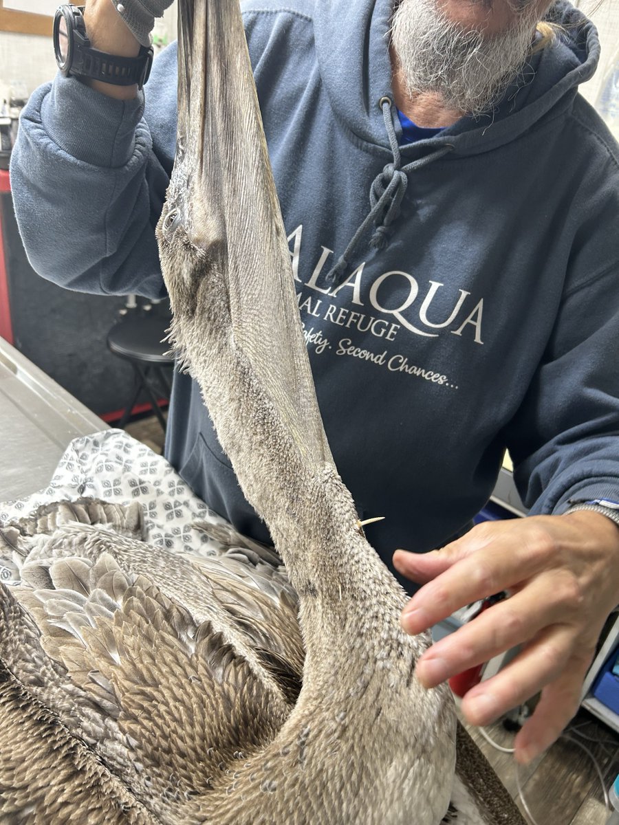 Alaqua Animal Refuge tweet media