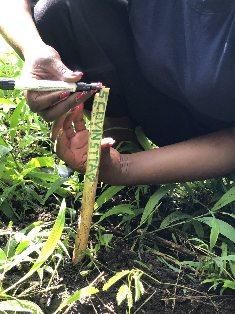 Scovine Amolo tweet media