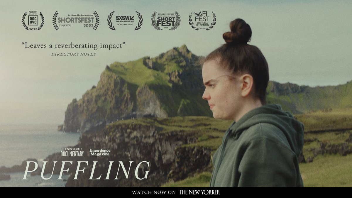 Together_Films's tweet photo. PUFFLING, directed by Jessica Bishopp & produced by Alice Hughes, is now available to watch online on The @NewYorker
In this meditative short film, teenagers in Iceland make it their mission to rescue lost puffins.
Watch the film now: https://t.co/BWNSLW0vR3
#Puffling https://t.co/zds3oDYdVO