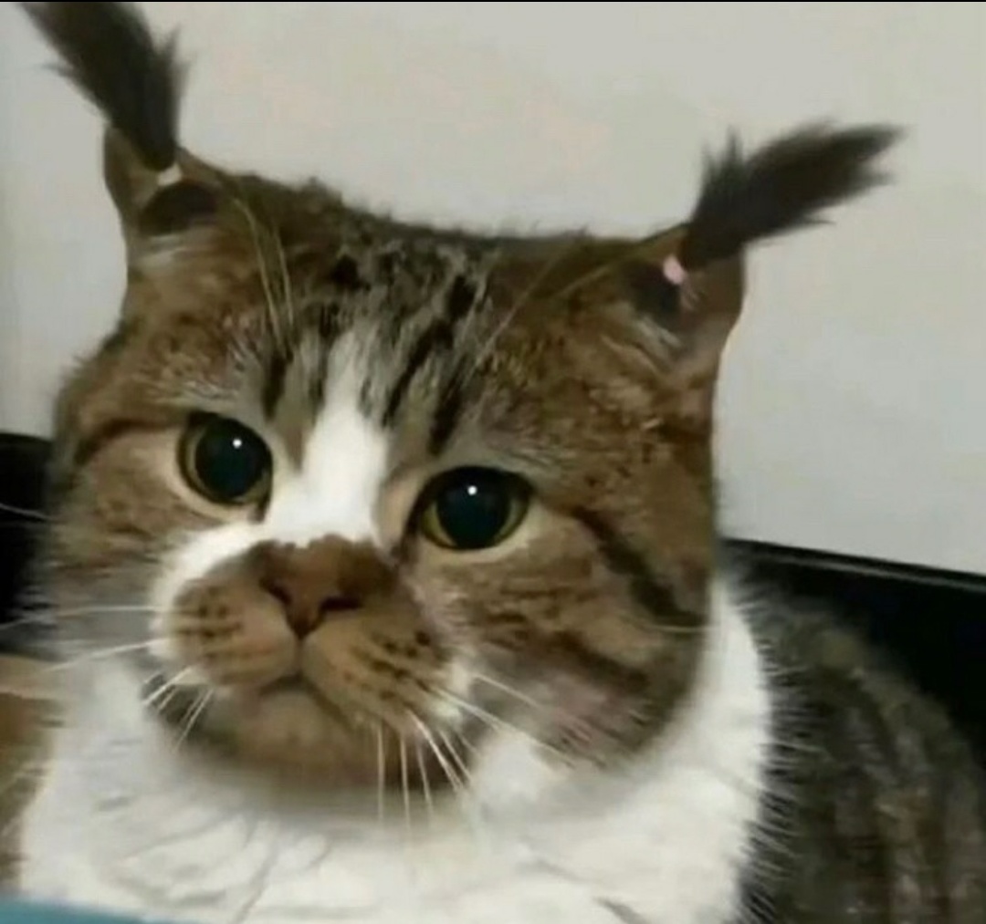 catshealdeprsn's tweet image. 