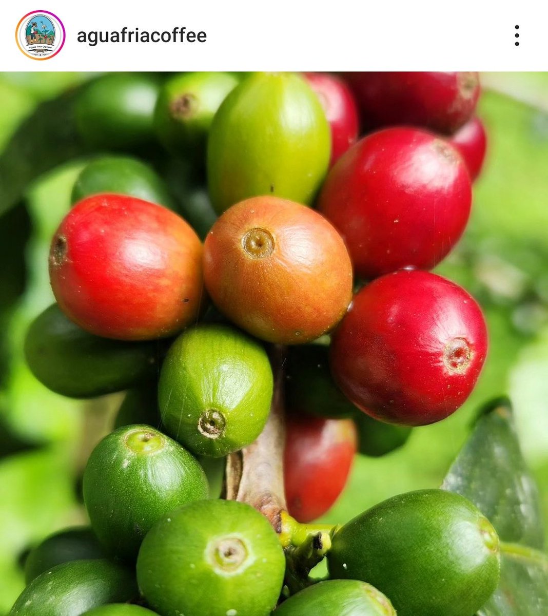 Quieres recoger café a 30 minutos de Caracas el 10 de diciembre , escribir a aguafriacoffe