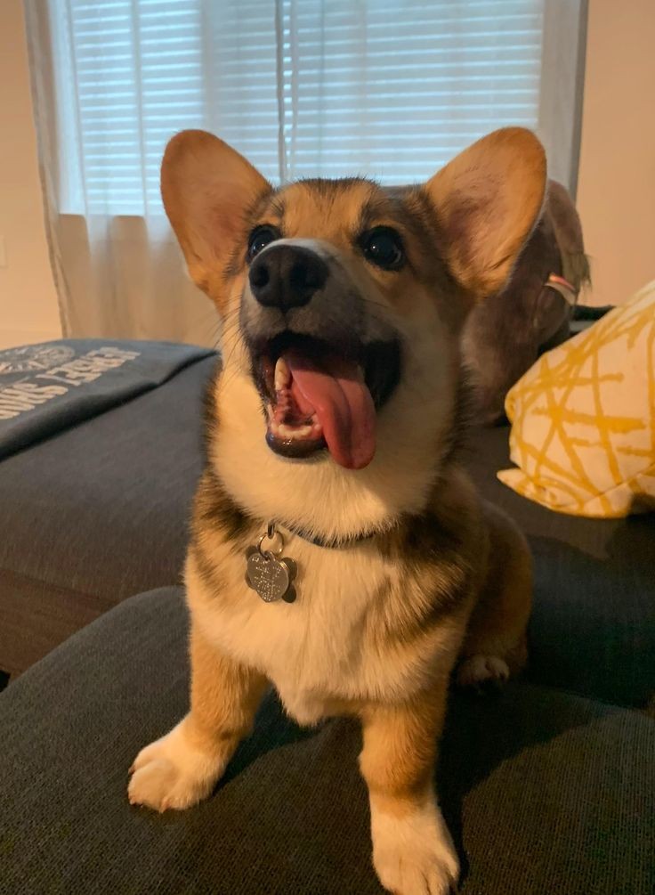 Lovers3Corgi's tweet photo. Perfect short ❤️
#corgi #corgis https://t.co/8J8gMj3HkZ