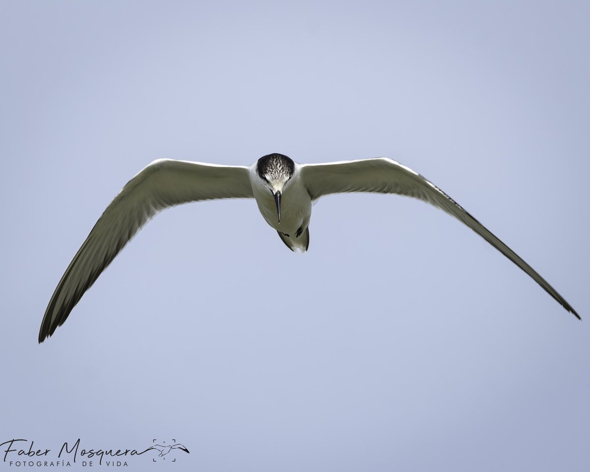 Fabermosquera's tweet photo. Quien como las gaviotas para volar en la brisa del mar! #ip_birds
#bestbirdpix
#featured_wildlife
#best_birds_photography
#1birdshotw
#your_wildlife
#best_moments_nature
#japan_nature_photo
#rebels_nature
#bestshotz_birds
#birds_fact https://t.co/0bgWuwpUbu