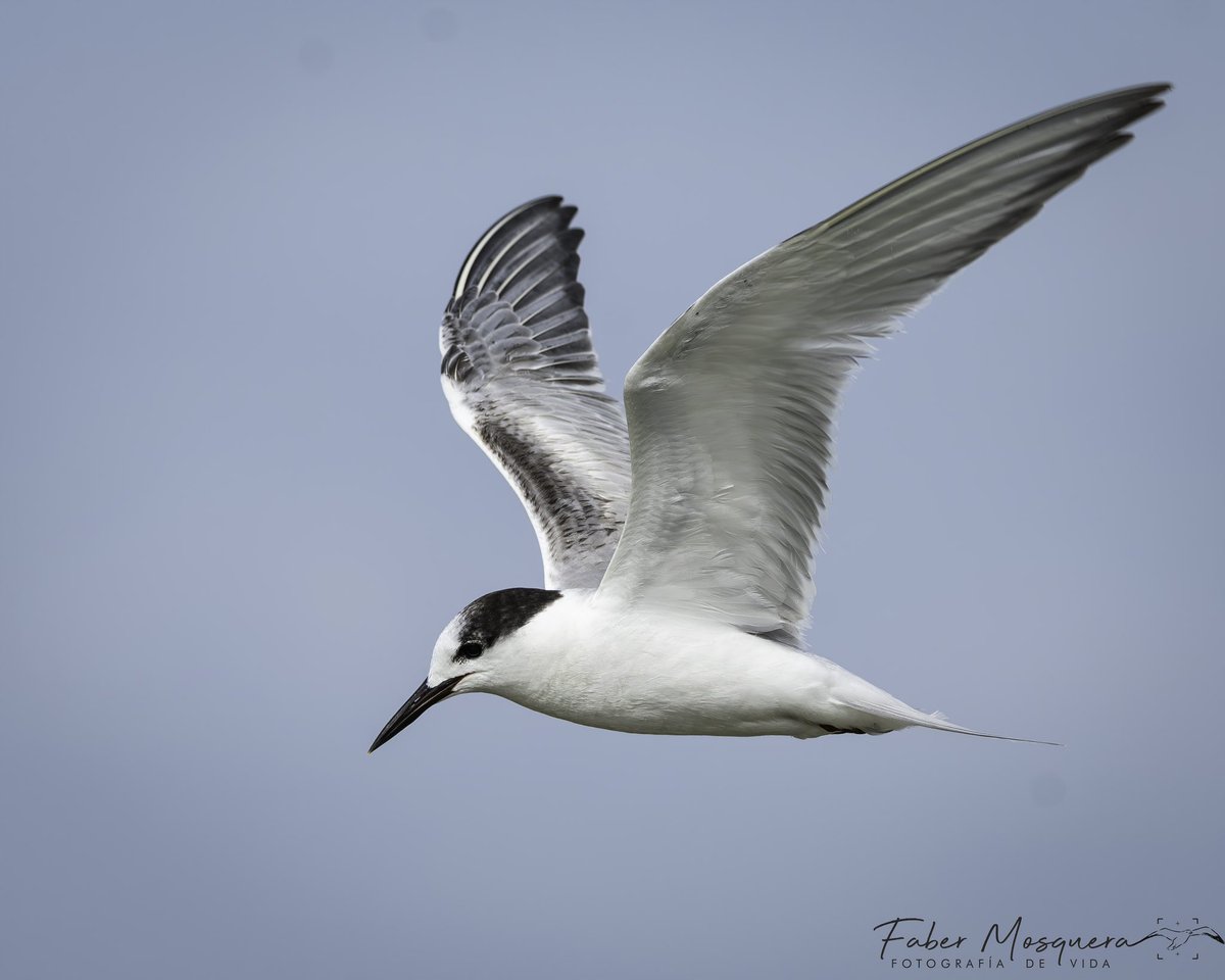 Fabermosquera's tweet photo. Quien como las gaviotas para volar en la brisa del mar! #ip_birds
#bestbirdpix
#featured_wildlife
#best_birds_photography
#1birdshotw
#your_wildlife
#best_moments_nature
#japan_nature_photo
#rebels_nature
#bestshotz_birds
#birds_fact https://t.co/0bgWuwpUbu