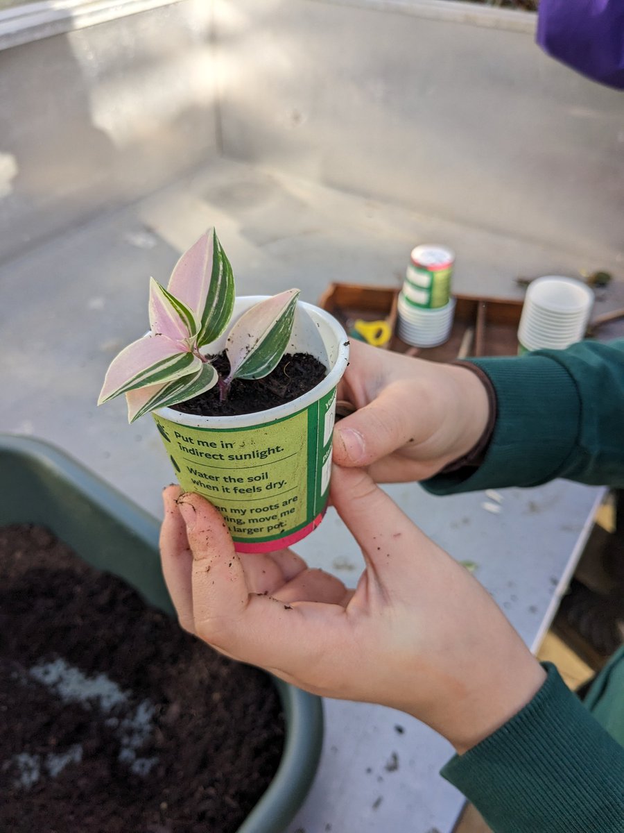 Holly Spring Primary School (@hsprimary) on Twitter photo Propagating plants Propagating plants