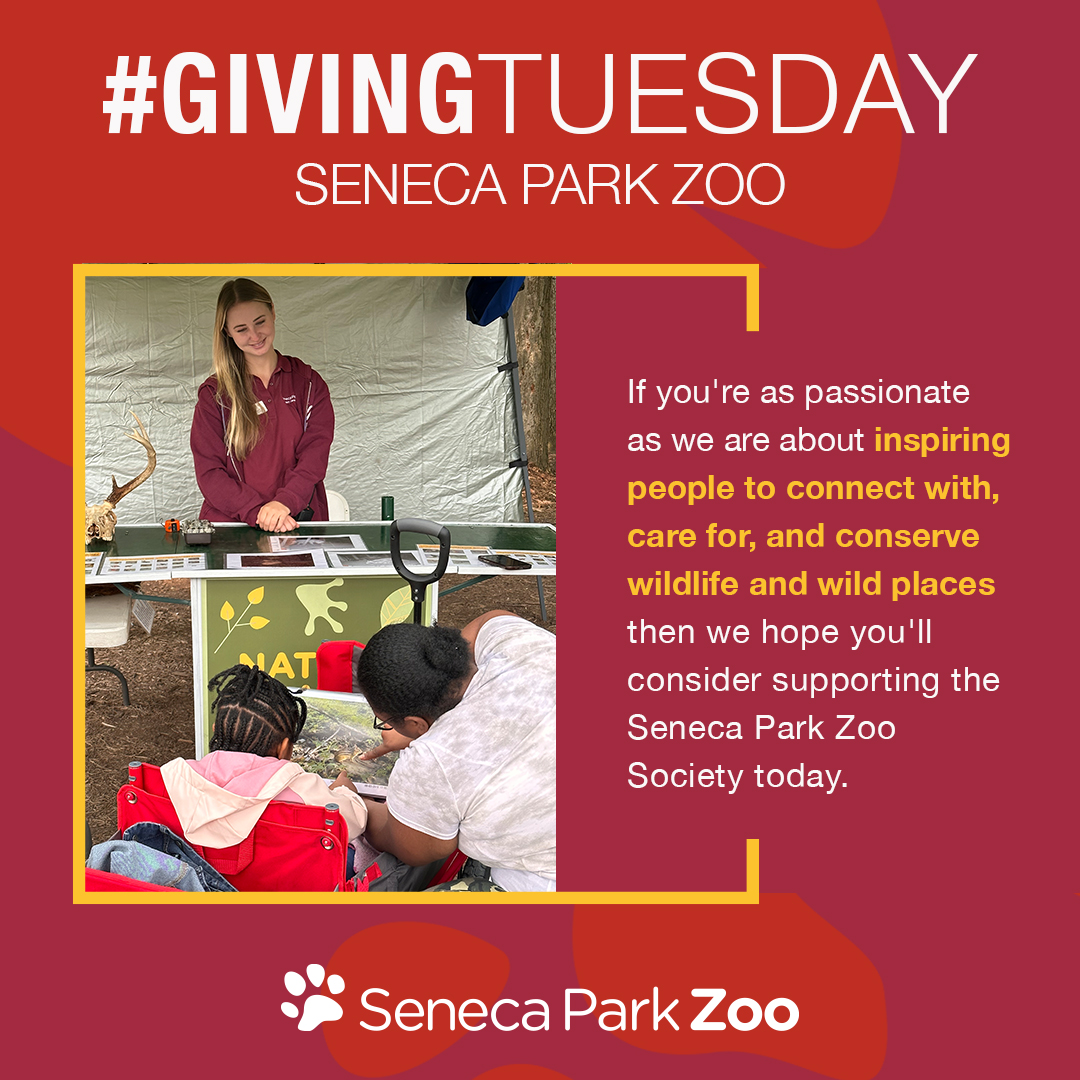 The wait is finally over - #GivingTuesday is here! 😌🎁 ow.ly/krzZ50QbOBh If you're as passionate as we are about inspiring our community to connect with, care for, and conserve wildlife and wild places, we hope you'll consider donating to the Seneca Park Zoo Society today.