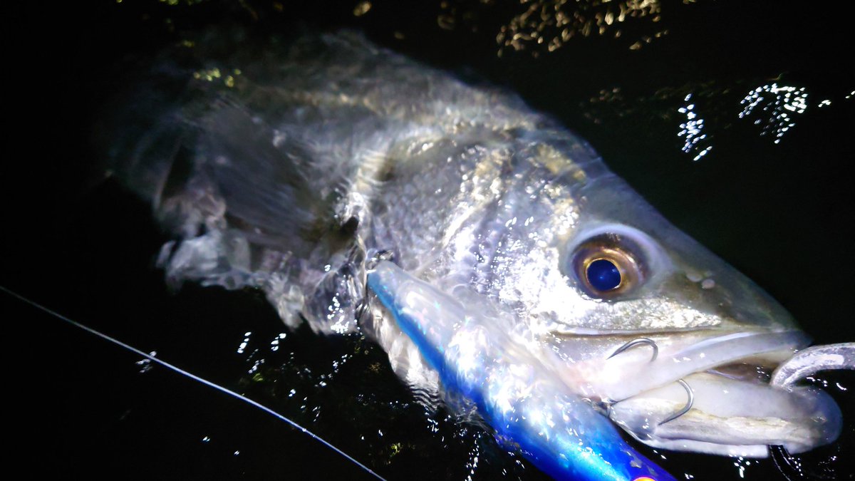 N4oNagashima's tweet photo. 本日はウェーディングにて短時間釣行
南風の爆風でレンジとコースが合わせきれずに苦戦しましたが、エンパシーで60UP、ドミンゴで30UPをキャッチ
途中、肘が痛み始めたので20時には納竿して撤収しました

#ima #アムズデザイン
#エンパシー #Empathy120
#ドミンゴ #Domingo80
#シーバス https://t.co/F55tJNffd1