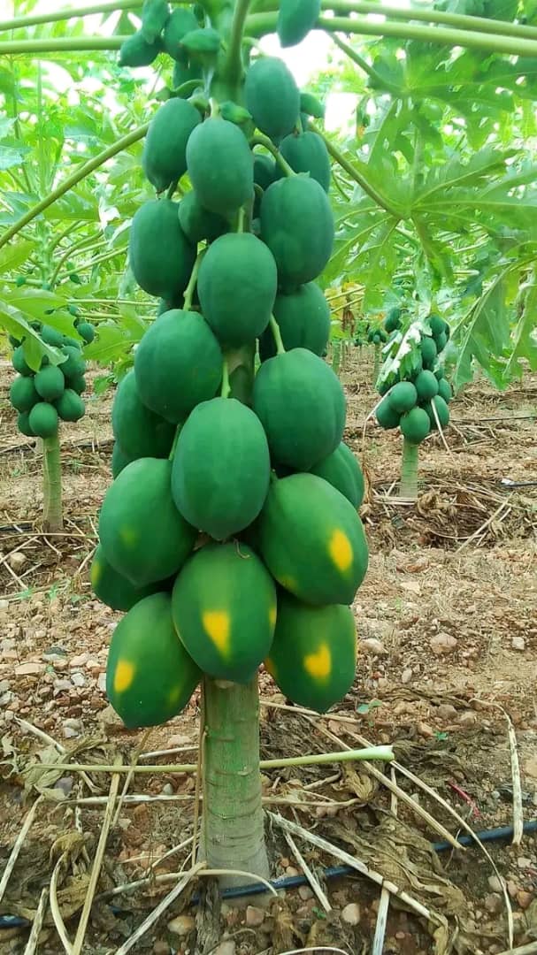 AKEZA Nkunzurwanda Germaine tweet media