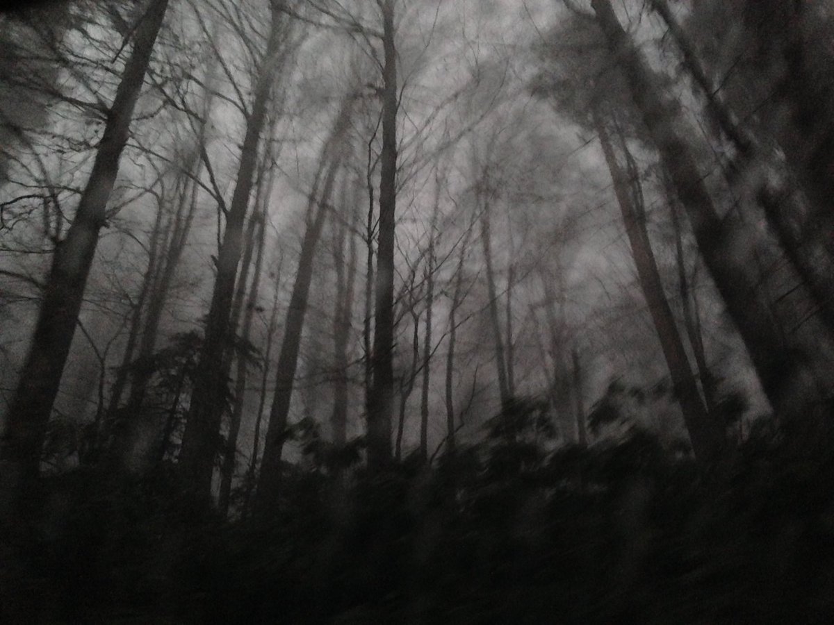 #anatolian forests &amp; #wildlife &amp; #seasons

our recent paper on seasonal patterns of mammals is out in journal of mammalogy.

details in the thread 👇🏼

@arpatoz <a href="/Dilsaddt/">Dilsad Dagtekin | 🟦 @dilsaddt.bsky.social</a> <a href="/x0alper0x/">Alper Ertürk</a>