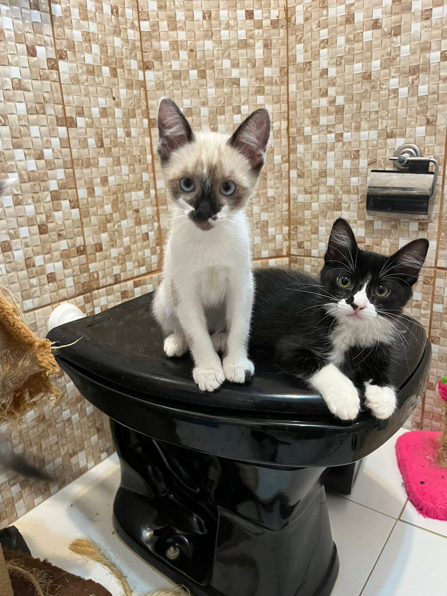 oVictorCoelho's tweet photo. Essa semana minha tia @kellytka resgatou essas coisinhas lindas que serão castradas na quinta-feira. Quem tiver interesse em #adotar, por favor nos procure.

RT para ajudar. ❤️ https://t.co/5XqvWNo0uM