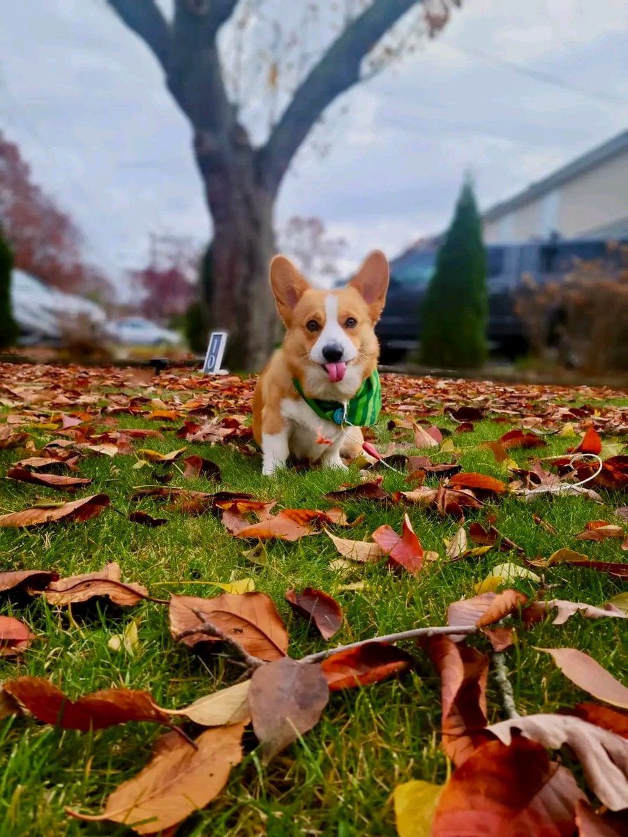 IT'z Corgi Lovers Unity(USA) (@mycorgiunity) on Twitter photo 