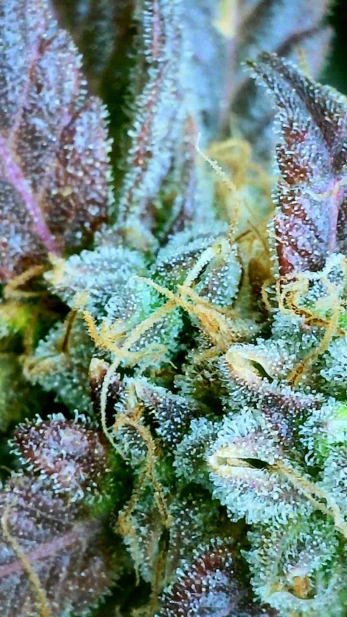 Lution420's tweet image. 👀 frosty nugs 🔥 Orange Sherbet by #LutionBudz #Web3Weed #LBS #NFT ✌️ ❤️  🌬  🍃  #THCa #420Life Our buds compete with any dispensary quality. Shipped safely and discreetly to your door. 
LutionBudz.com March 2024.