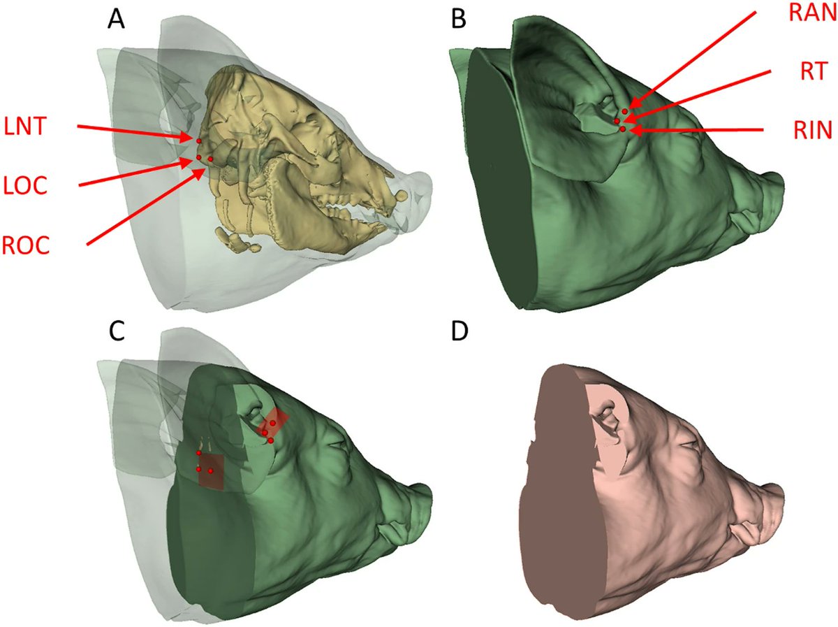 ABME (@abmejournal) on Twitter photo Geometric and Inertial Properties of the Pig Head and Brain in an Anatomical Coordinate System <a href="/UniofAdelaide/">Uni of Adelaide</a> <a href="/ubcmech/">UBC Mechanical Engineering</a> <a href="/meaforensic/">MEA Forensic</a> <a href="/UBCKin/">UBC School of Kinesiology</a> <a href="/RoyalAdelHosp/">Royal Adelaide Hospital</a> <a href="/BMESociety/">Biomedical Engineering Society</a> <a href="/SpringerNature/">Springer Nature</a>
Link: rdcu.be/dscDc Geometric and Inertial Properties of the Pig Head and Brain in an Anatomical Coordinate System <a href="/UniofAdelaide/">Uni of Adelaide</a> <a href="/ubcmech/">UBC Mechanical Engineering</a> <a href="/meaforensic/">MEA Forensic</a> <a href="/UBCKin/">UBC School of Kinesiology</a> <a href="/RoyalAdelHosp/">Royal Adelaide Hospital</a> <a href="/BMESociety/">Biomedical Engineering Society</a> <a href="/SpringerNature/">Springer Nature</a>
Link: rdcu.be/dscDc