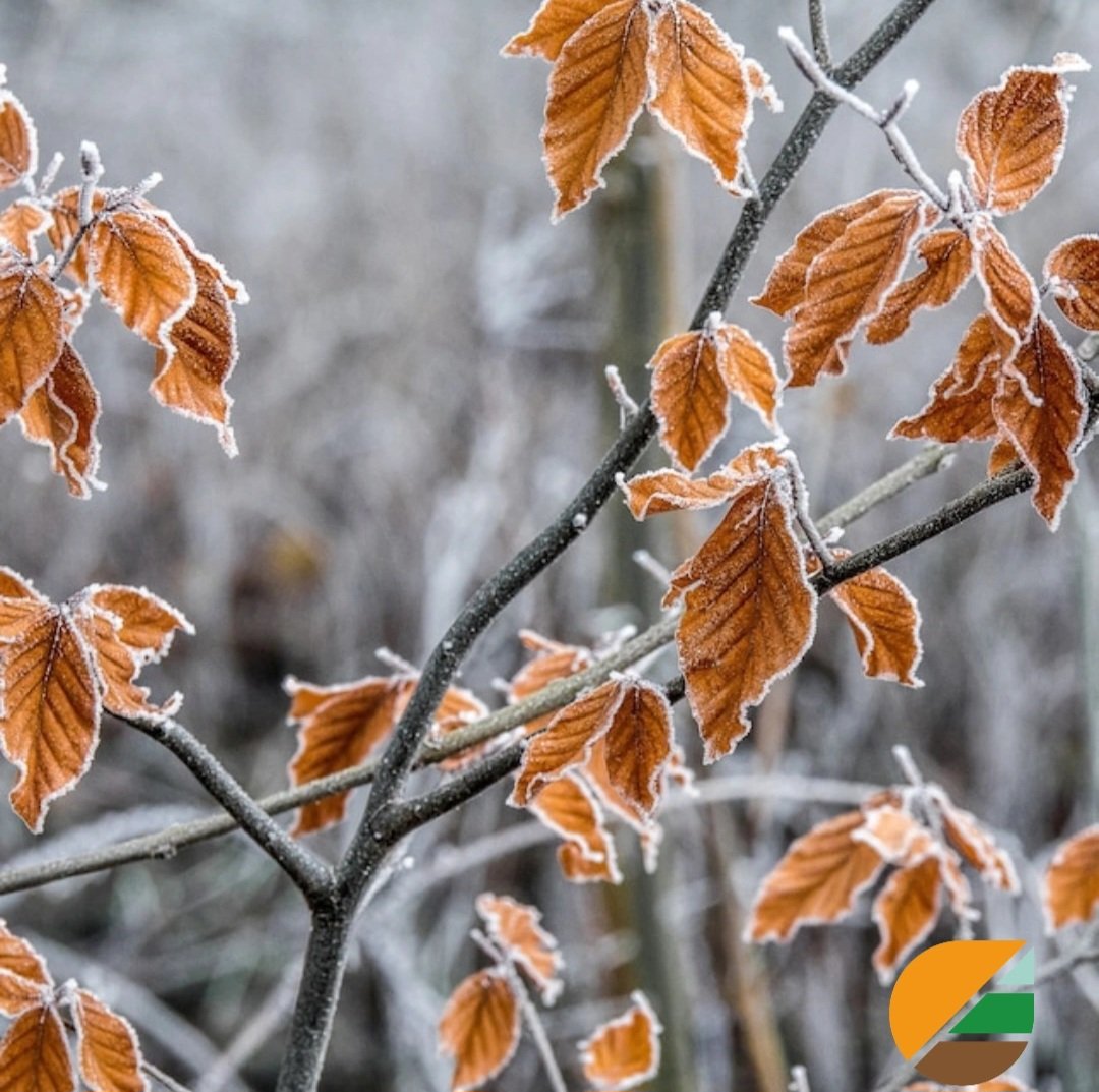 GreenPlanHQ's tweet photo. Seasons changing 🍁❄️
https://t.co/zZkaAoFEom
#environment #sustainabilitydevelopment #sustainability #resources #community #together #life #air #trees #nature #leadership #ourplanet #peoplebeforeprofit #thegreenplan #forest #climatechange #seasons #change #autumn #winter https://t.co/iq6se3UozO