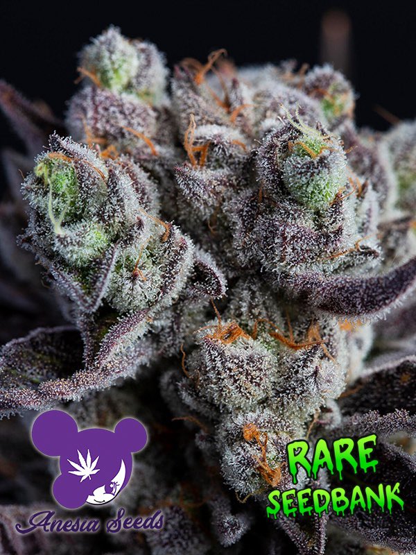 CannabisSeed_Co's tweet photo. 🌑✨ Blackberry Moonrock Feminized  Seeds by Anesia Seeds, now available at Rare SeedBank! 🌿

🌌 Immerse yourself in the mesmerizing world of Blackberry Moonrock, a strain that blends the rich genetics of Blue Moonrock and Blackberry Kush. Crafted by Anesia Seeds, this feminized variant promises a captivating journey with its exquisite aroma, potent effects, and remarkable yield.

🌱 Breeder: Anesia Seeds
🔄 Seed Type: Feminised
🧬 Genetics: Blue Moonrock x Blackberry Kush
🌸 Flowering Time: 8-9 Weeks
📏 Height: 110-130cm
🌿 Yield: Indoors 550 gr/m², Outdoors Up to 700 gr/pp
🍇 Smell: Blueberry, Lavender
📅 Harvest: End of September

Explore the exceptional selection at 🔗 https://t.co/pvGExnykyl and discover the allure of Blackberry Moonrock! 🚀🌑 

#BlackberryMoonrock #RareSeedBank 🌿🔗
