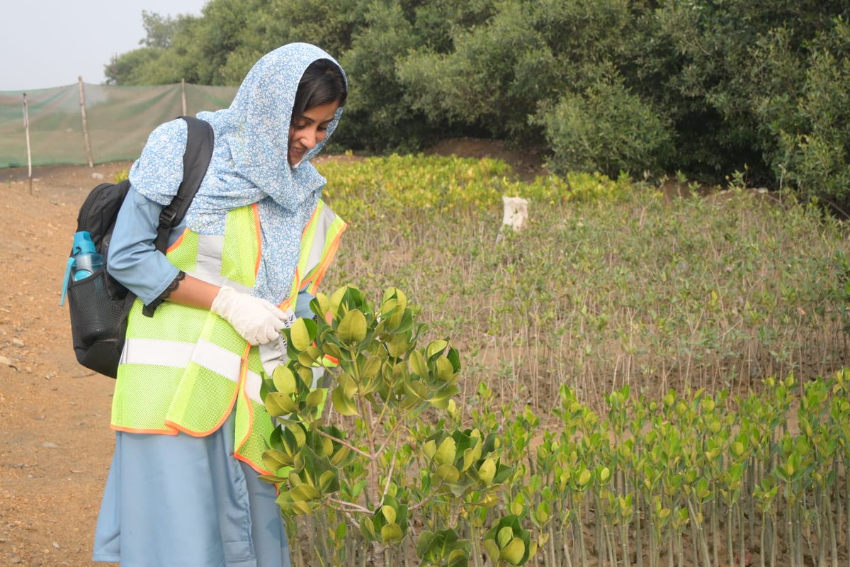 PffYouth's tweet photo. Muqaddas, leading a dedicated youth team from Ibrahim Hydery and Rehri Goth, has undertaken the challenging task of gathering mangrove plants from various nurseries. Following a 2 week effort, they successfully acquired 270 plants from 2 different sources. https://t.co/4ejWgVdnNY