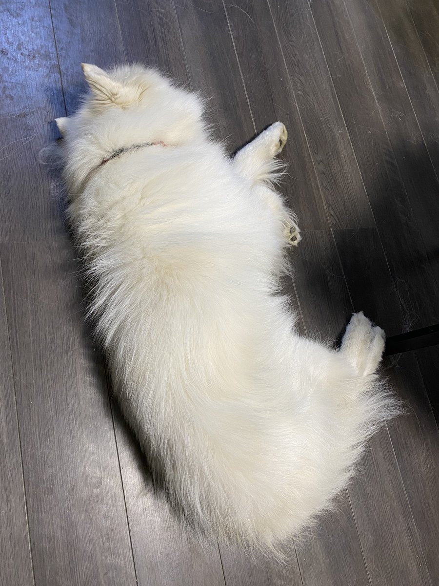 ピース@サモエド (@peace_samoyed) / Posts / X