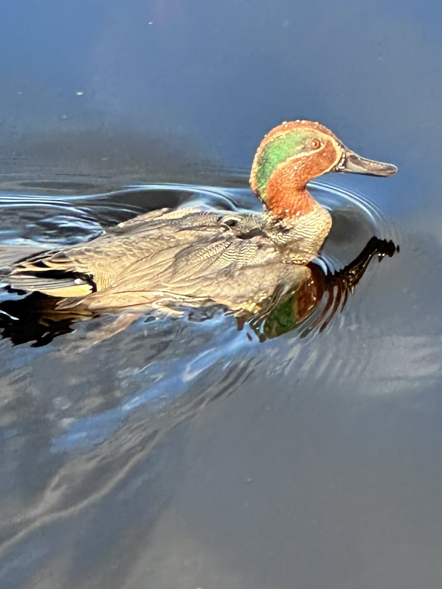 wat een mooi #eend je