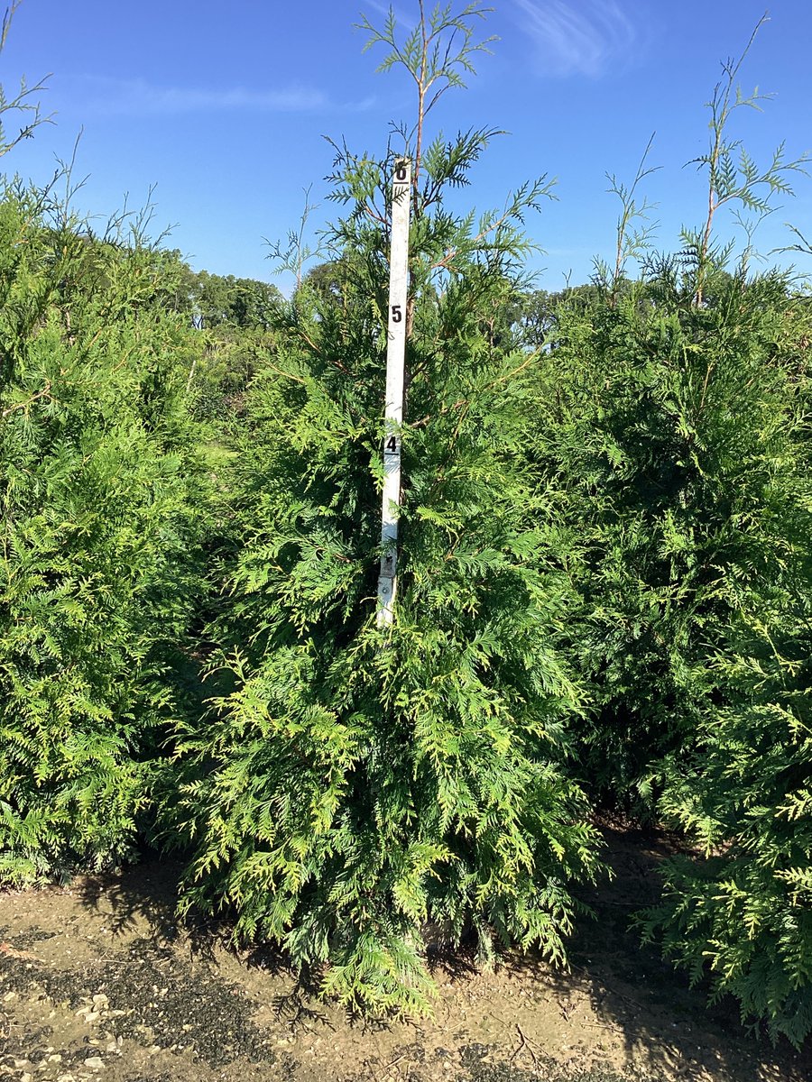 willowayplants's tweet photo. https://t.co/MFBb18GilI

Be sure to check out the weekly newsletter for plant updates on what's new and what is hot for spring 2024 https://t.co/jNpnWXPNUX