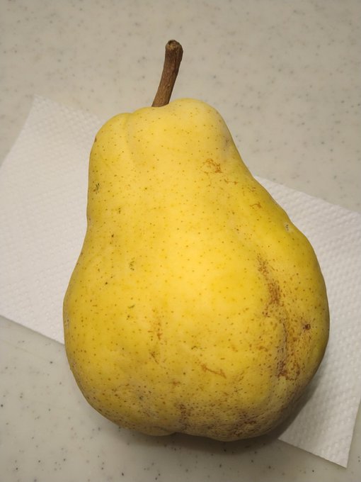 今年初ル・レクチェ超(゜д゜)ンマーイ! いつもは到着後、数日間追熟しなくては食べ頃にならないのだけれど、今年のは何個か良い感じのがあったので早速食べてみたら、甘くて美味くて最高だった。夏が暑くて長かったせいかしら? 