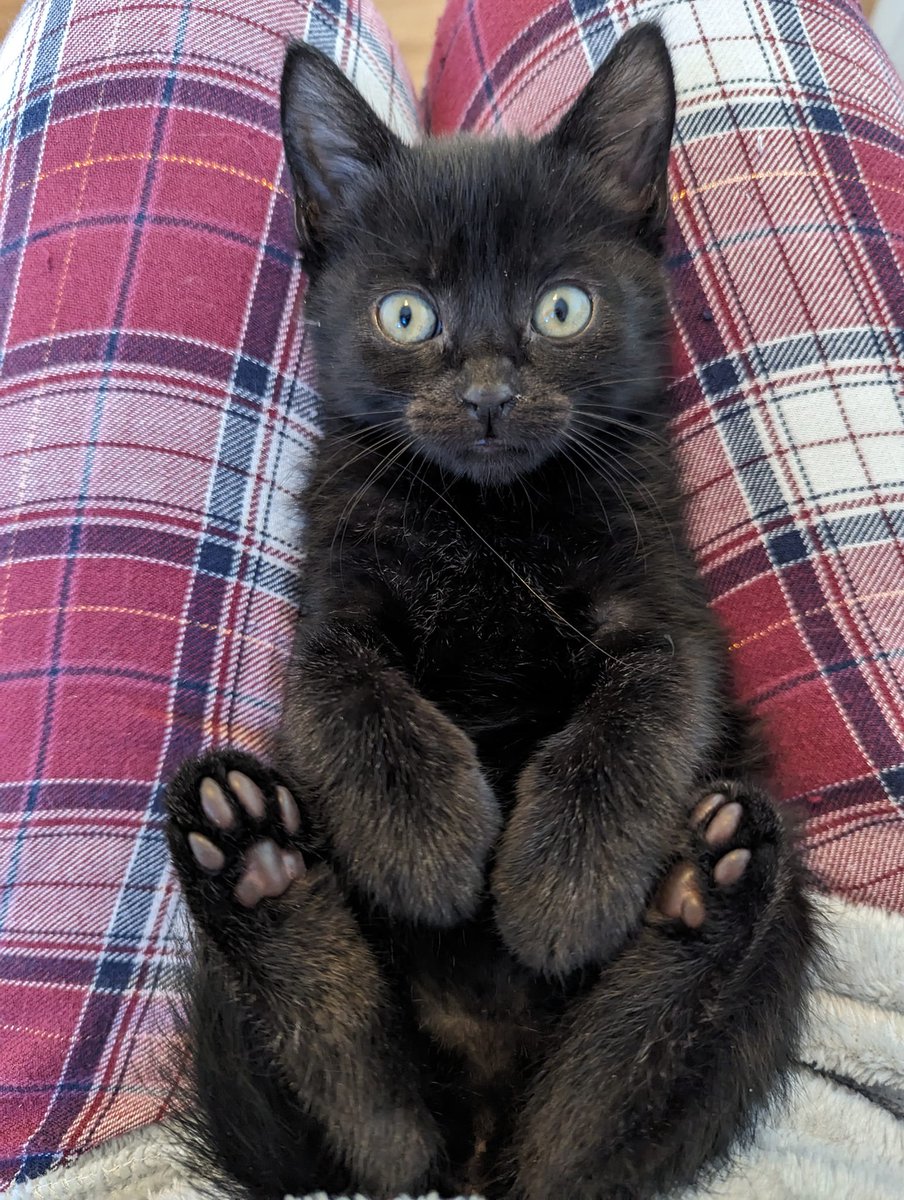 We would like to say thank you to every single person who has fostered for us this year. Our fosters give our cats and kittens like Raven here the best chance to thrive.🐾❤️If you would like to foster follow the link below! 

yorkshirecatrescue.org/i-want-to-fost…