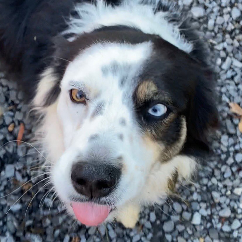 Happy #toungeouttuesday #DogsofTwitter pals. Well, it was happy until the photographer noticed I rolled on 🐈‍⬛💩🤣