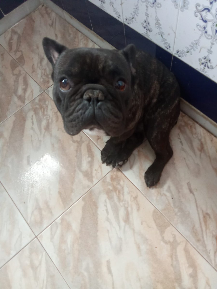 SilviaMylo's tweet photo. Tiene 5 años y es de raza pero eso él no lo sabe ni aunque lo supiera le importaría, ellos no son egoicos 
No lo quieren, a estas alturas no lo quieren 😢💔
Creéis que lo han querido alguna vez viendo el daño que le van a hacer? Qué vida le han dado? 😢
Pueblo de Cádiz
618208620 https://t.co/dLQcZUL7Fs