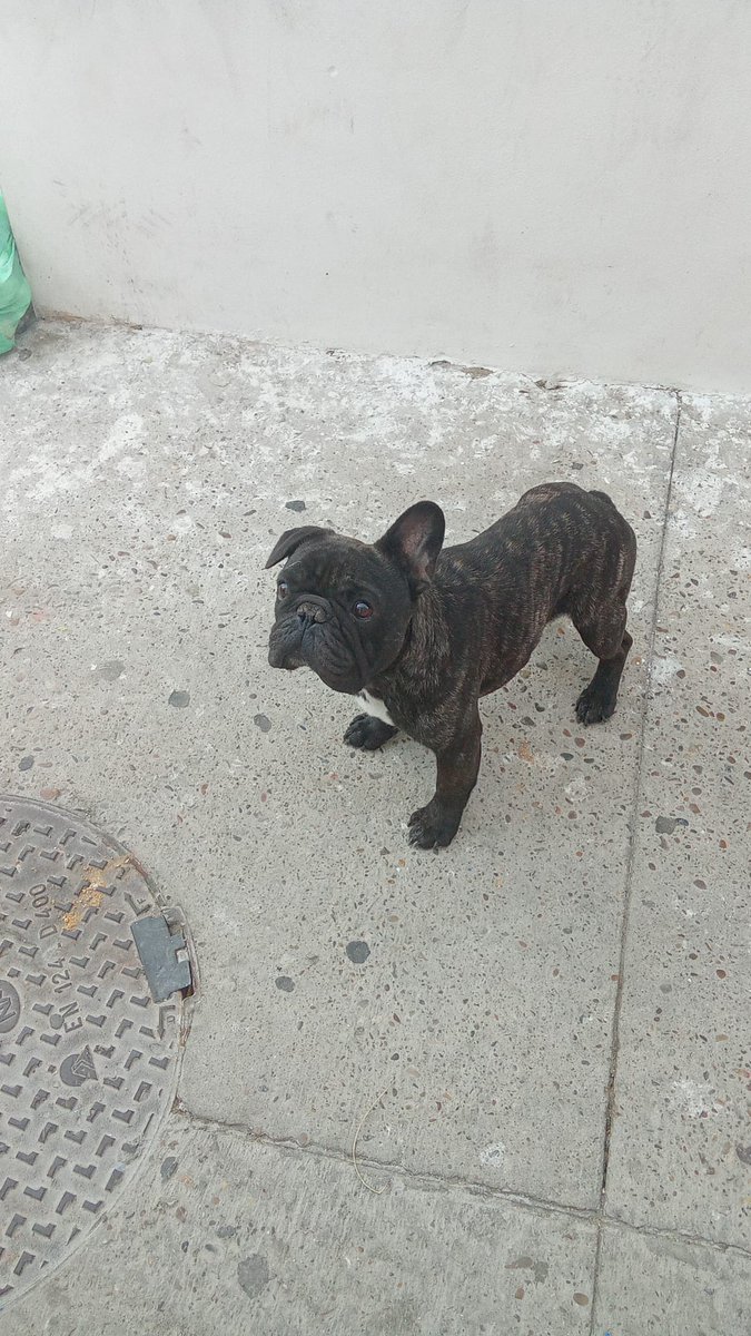 SilviaMylo's tweet photo. Tiene 5 años y es de raza pero eso él no lo sabe ni aunque lo supiera le importaría, ellos no son egoicos 
No lo quieren, a estas alturas no lo quieren 😢💔
Creéis que lo han querido alguna vez viendo el daño que le van a hacer? Qué vida le han dado? 😢
Pueblo de Cádiz
618208620 https://t.co/dLQcZUL7Fs