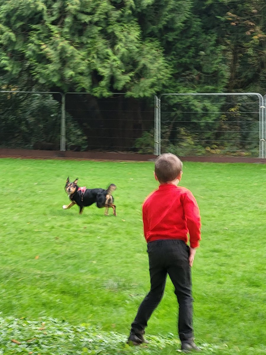 MillbrookP's tweet photo. Nothing like the joy of playing ball with Taliesin the School Dog. After a very busy morning of such hard work Tal is snoring under Ms Smith's desk 💤💤💤 @MBSchoolDog #WellbeingMatters https://t.co/kZa5vecHdA
