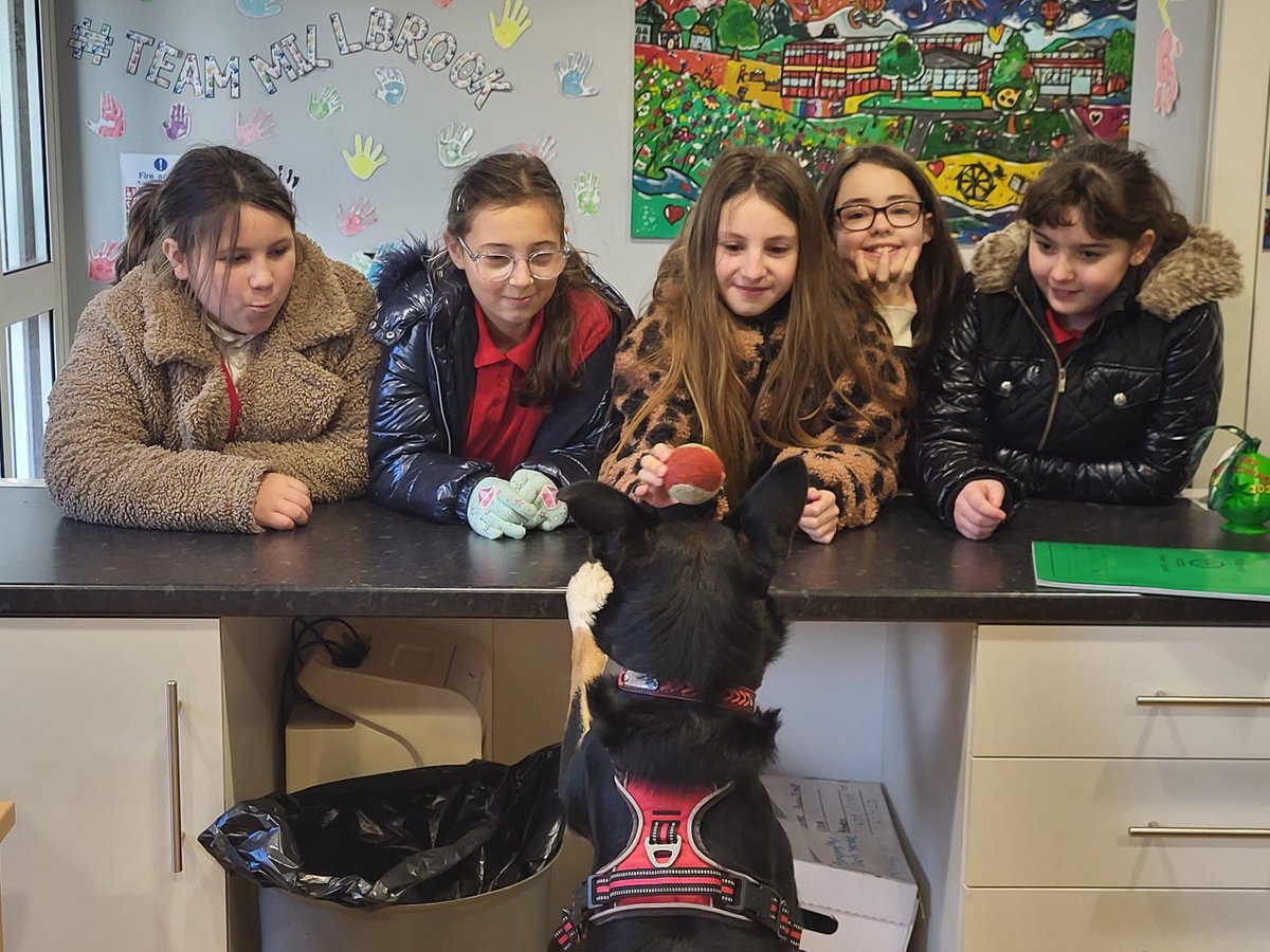 Nothing like the joy of playing ball with Taliesin the School Dog. After a very busy morning of such hard work Tal is snoring under Ms Smith's desk 💤💤💤 @MBSchoolDog #WellbeingMatters
