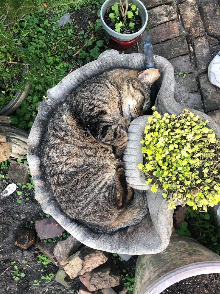 petsaboom's tweet photo. Cat shell https://t.co/9F2YrWIjwV