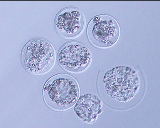 sci_buzz's tweet image. 🚀🐭 Mice embryos pioneer space growth! 🌌👶 International Space Station hosts groundbreaking study on embryo development in microgravity. A promising step toward understanding reproduction in space. 🐁🌠 #SpaceEmbryos #MicrogravityResearch #ISSStudy