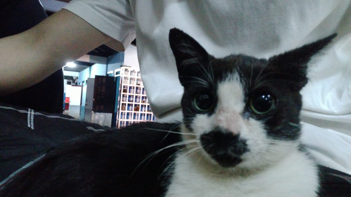bebekuproy's tweet photo. Tolonggg posisi saya terancam😻😾😽😾 https://t.co/bz5zSHuS2S