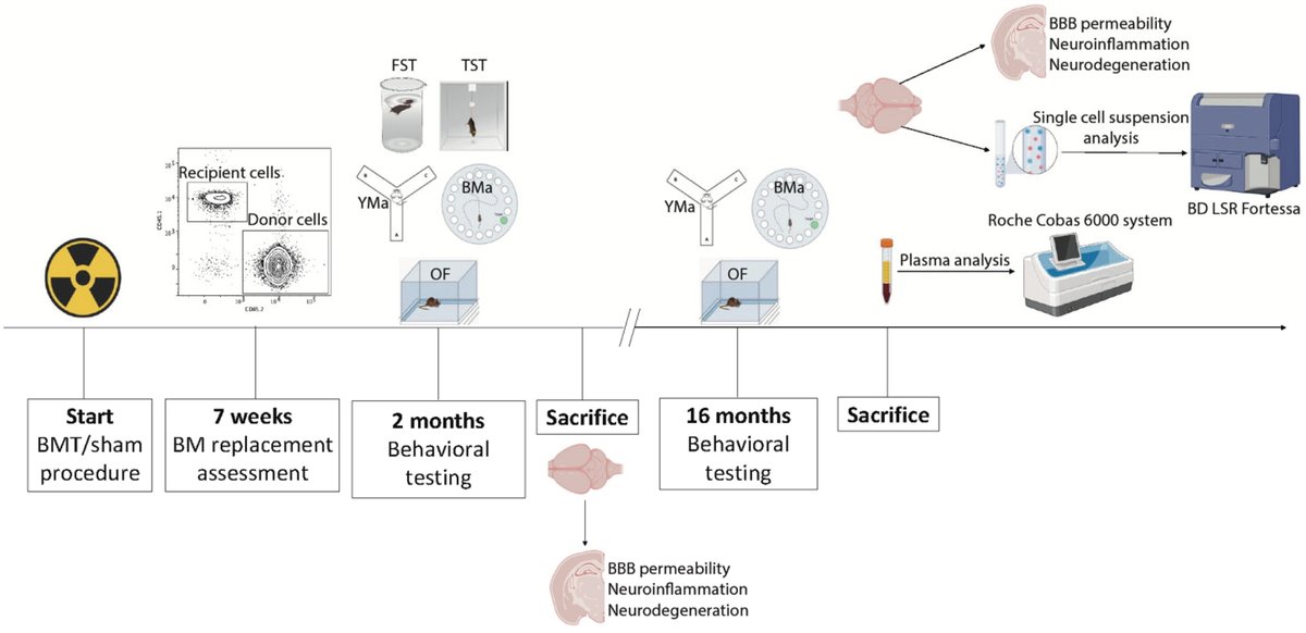 IntJRadBiol's tweet photo. Characterization of the long-term effects of lethal total body irradiation followed by bone marrow transplantation on the brain of C57BL/6 mice
https://t.co/hdhG0BJoZN  

#radiation #research #ijrb #irradiation #ResearchJournal #science #transplant https://t.co/TPs951btiJ