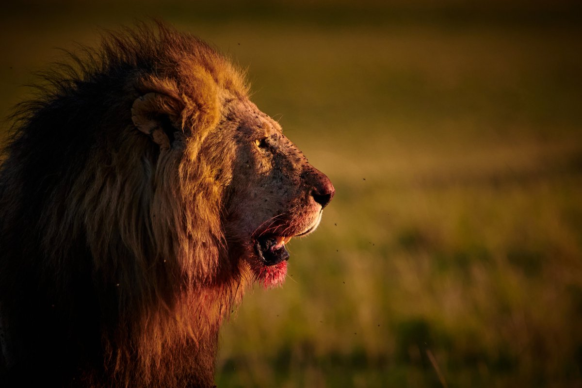bownaankamal's tweet photo. Olepolos in Morning Glory with Essence of Life | Masai Mara | Kenya
#natgeocreative #salasboy #destinationearth #exploreafrica #lionsofmasaimara #lion #lions #bownaankamal #iamnikon #masaimara https://t.co/RpdyEP1m6j