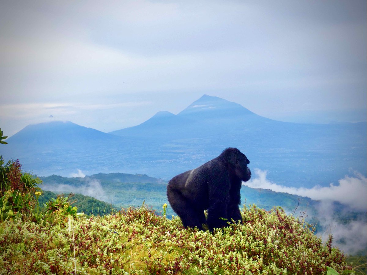 What a view! 🌋 ⛰️ In this photo, see silverback Imfura take in the gorgeous Rwandan landscape. 📸 Photo: Jean de Dieu Nsanzineza