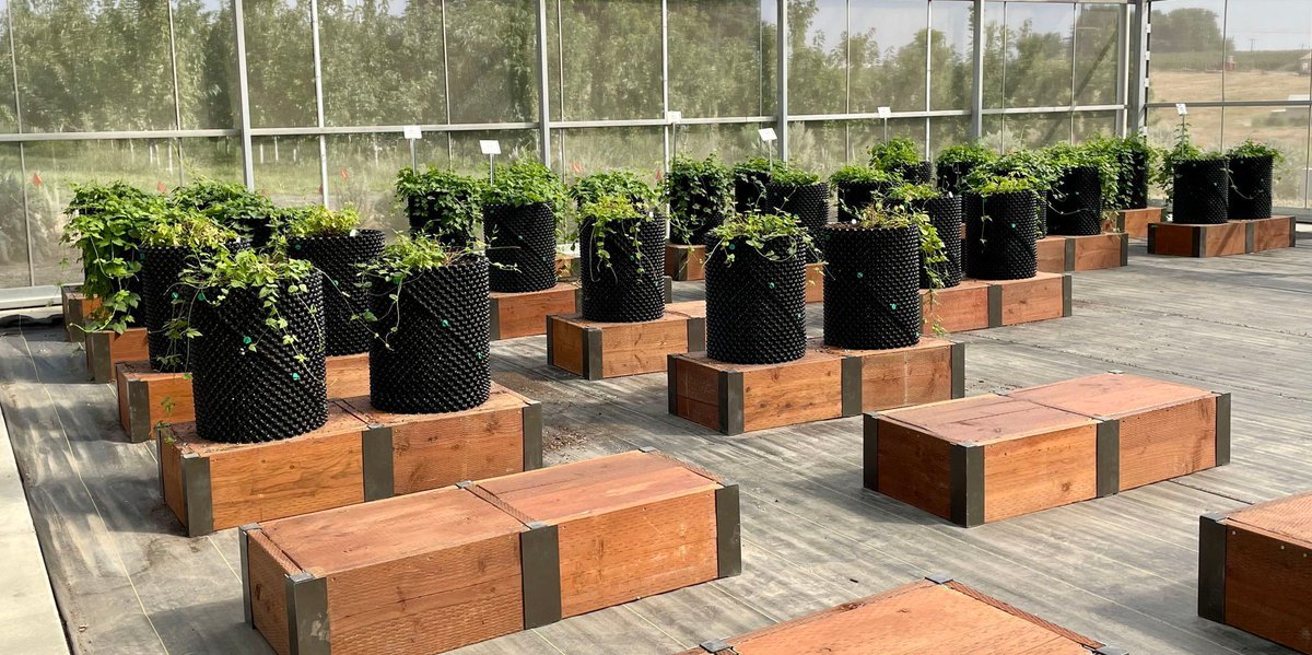 NCPN-Hops continues to evolve to serve grower needs. Because of the success of the 22/23 winter rhizome sale, the CPCNW’s hop foundation has been updated to meet the growing demand more efficiently. For more on the foundation changes, visit buff.ly/3YYhcJy to read more.