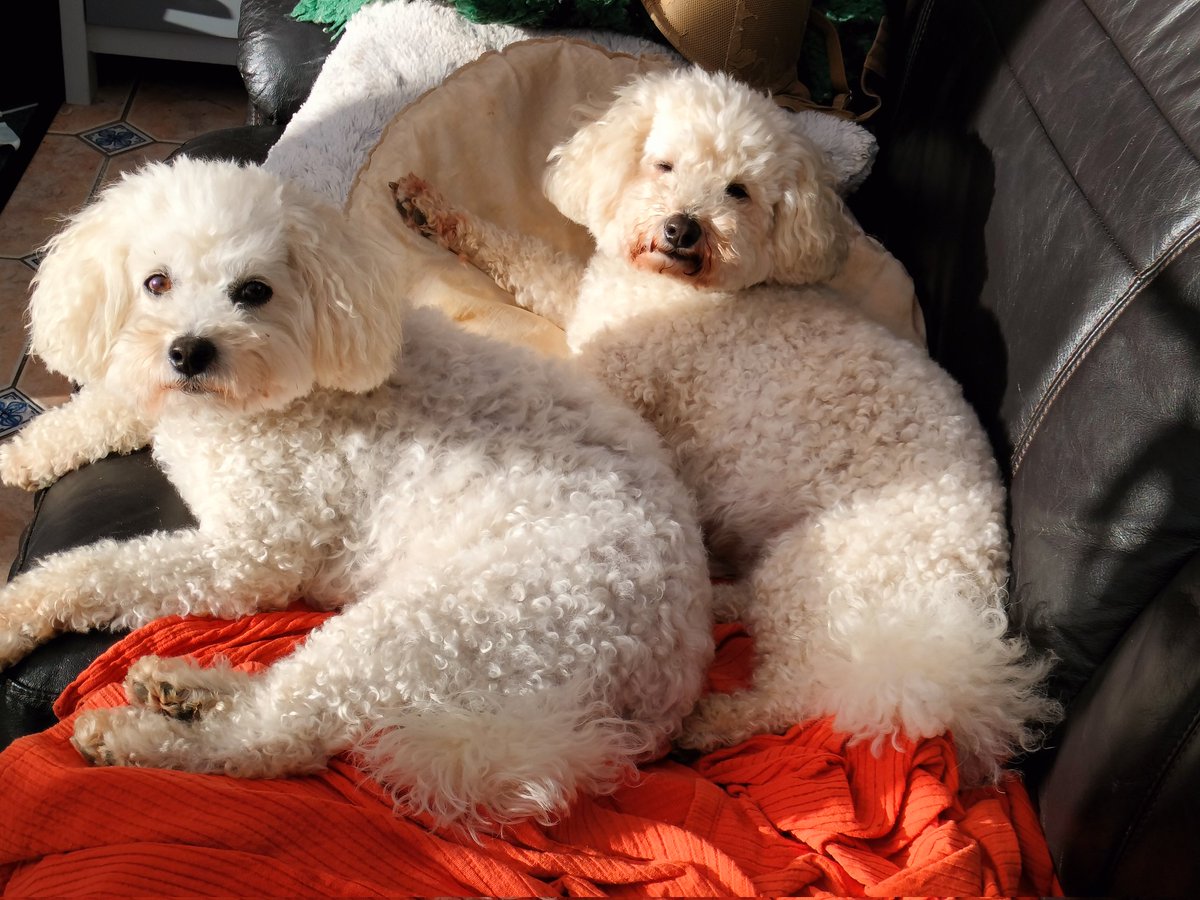 #sunpuddle #bichon #poodle #poochon #puppylove