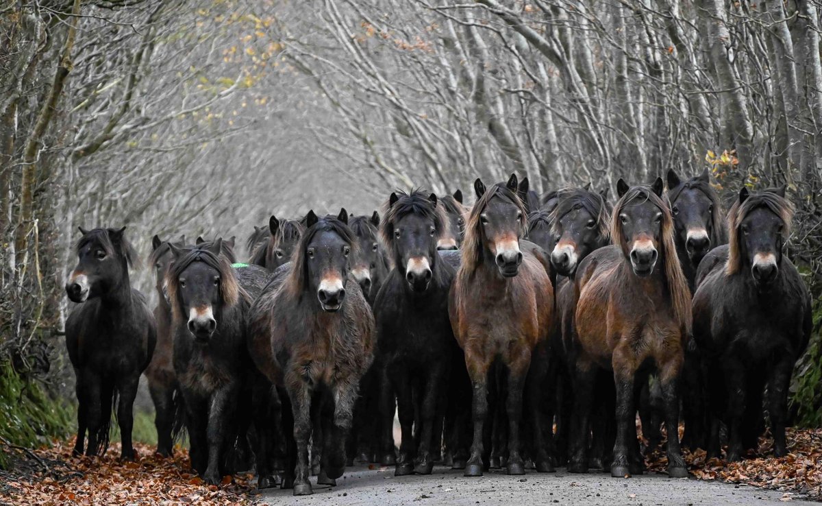 Tippbarlake herd inspection and DNA testing day @ExmoorNP @Exmoor4all @ExmoorPonyClub @EPS_exmoorpony #Exmoor #Exmoorponies