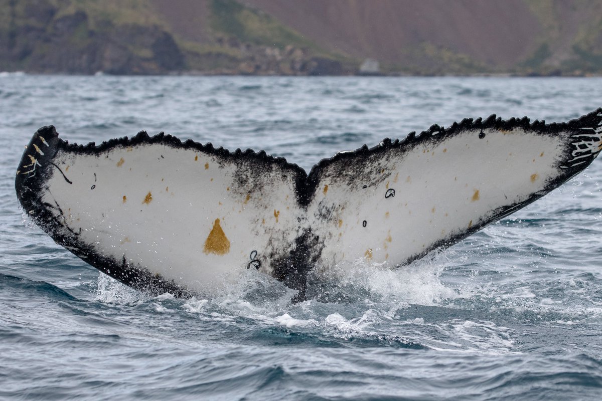 Last week we had the opportunity to share info about our #DarwinPlus project with @AnnaMcMorrin @JeromeMayhew @Labourlewis & @JGray during their visit to @BAS_News. 🐳🐳🐳
#nature #conservation #whales #Science 
📷@ClearBluePhoto