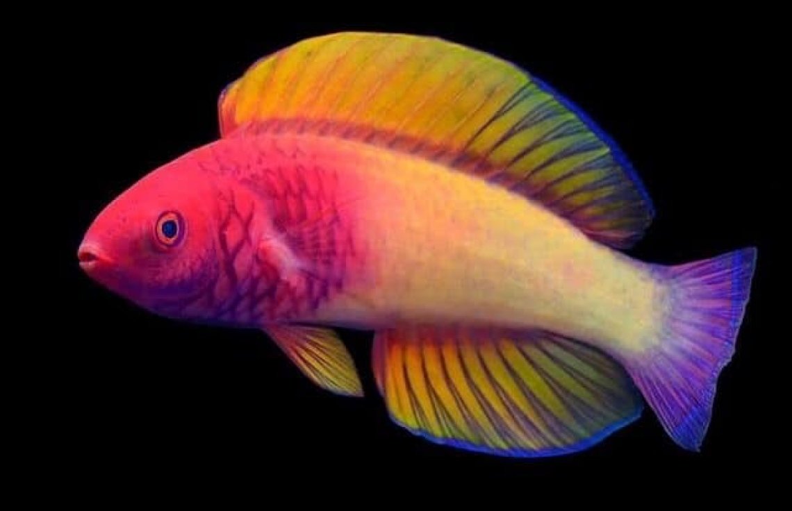 ZooKeys (@zookeys_journal) on Twitter photo Great to see familiar faces at #Biosystematics2023! Yes we mean both <a href="/FishGuyKai/">KaiTheFishGuy</a> and Cirrhilabrus finifenmaa! Great to see familiar faces at #Biosystematics2023! Yes we mean both <a href="/FishGuyKai/">KaiTheFishGuy</a> and Cirrhilabrus finifenmaa!